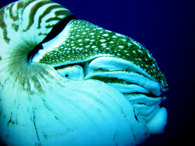 Emporer Nautilus aka Chambered Nautilus.  Another close up of the eye and drawn in tentacles.  Paul Humann, et al, Reef Creature Identification (2010), page 405.