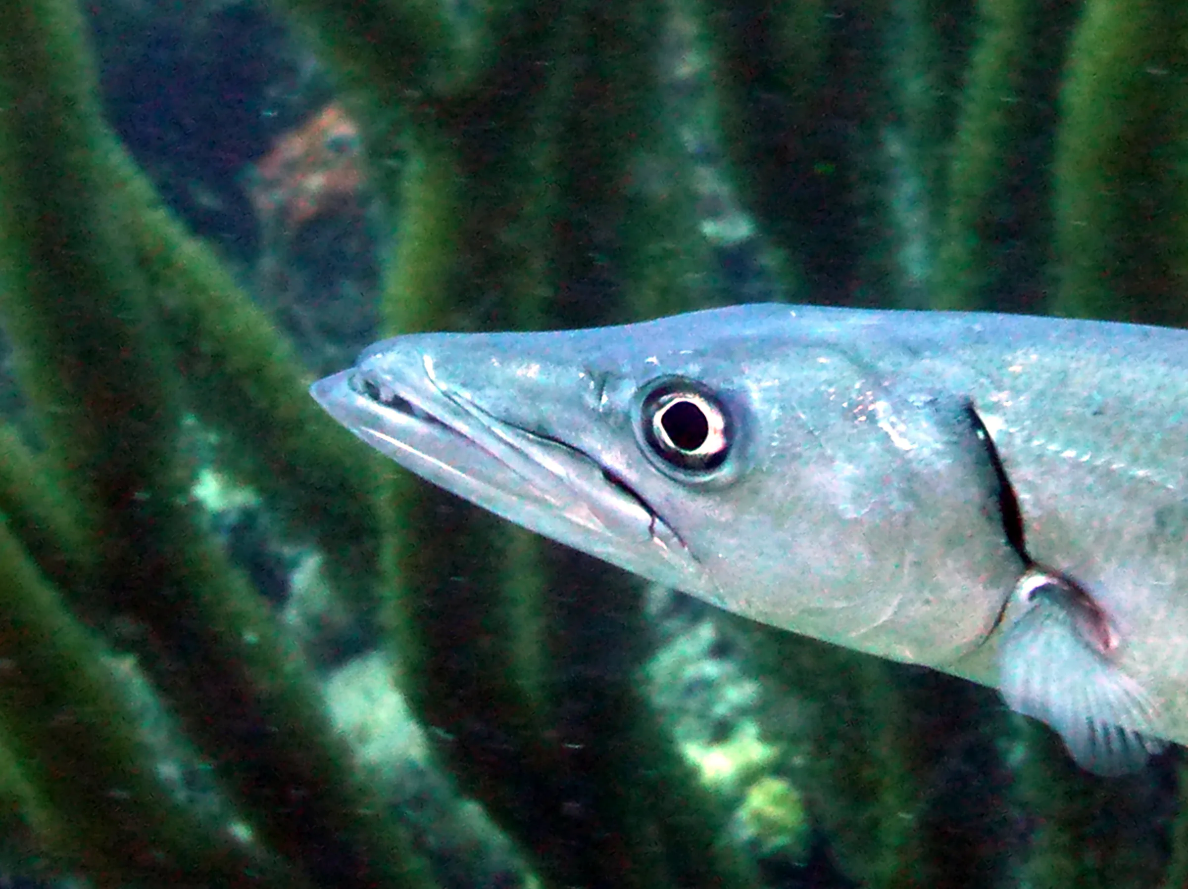 Barracuda, Bonaire, 2013