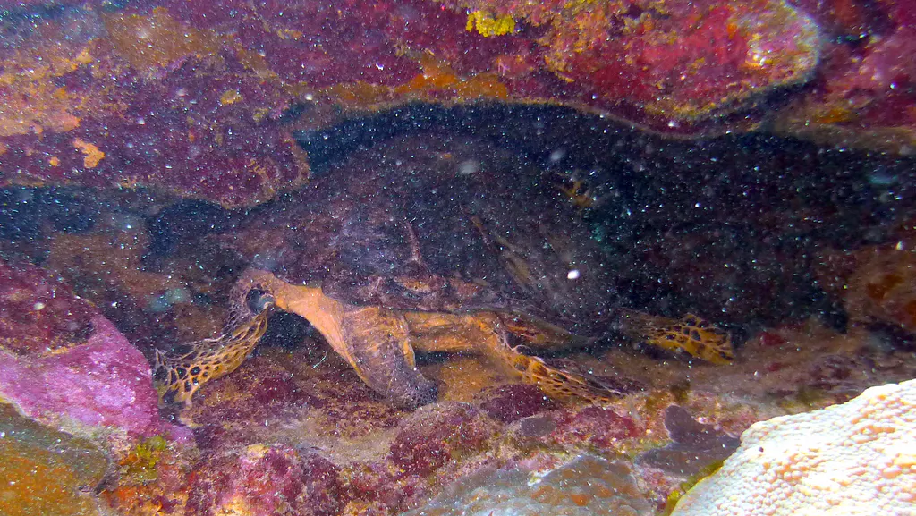 Underwater photograph by Joel Bergsma