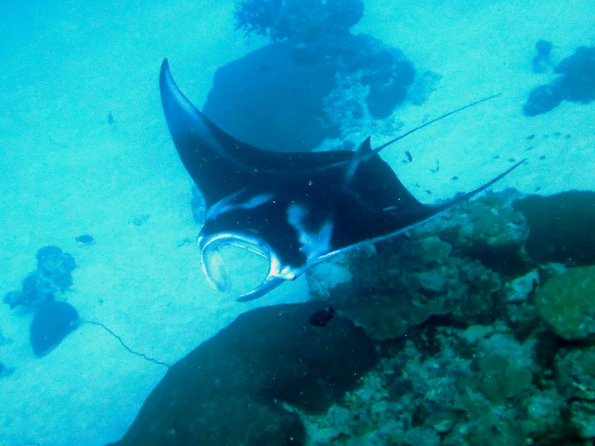 A black manta ray with white underbelly circles below me.