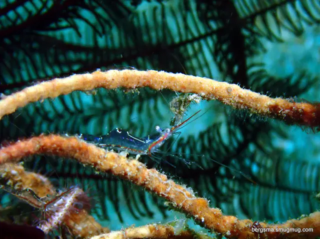 Underwater photograph by Joel Bergsma