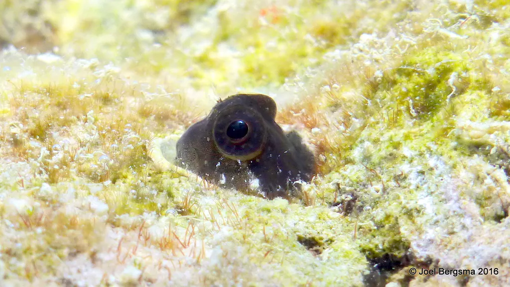 Underwater photograph by Joel Bergsma