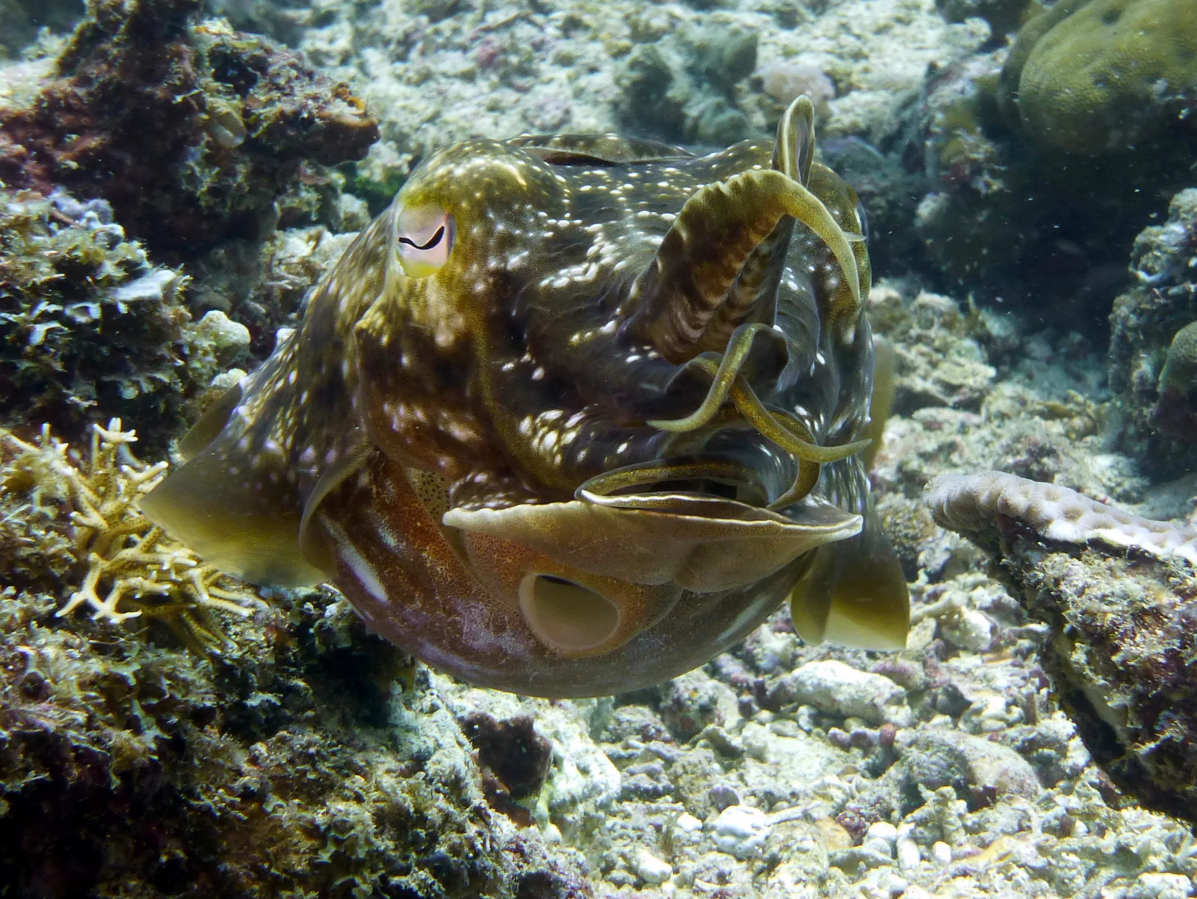 Cuttlefish, Philippines, 2014