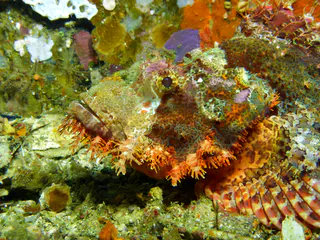 Underwater photograph by Joel Bergsma
