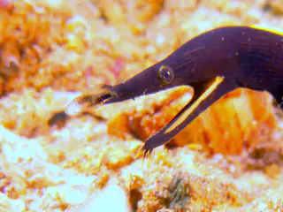 Underwater photograph by Joel Bergsma