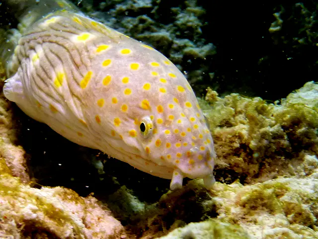 Underwater photograph by Joel Bergsma