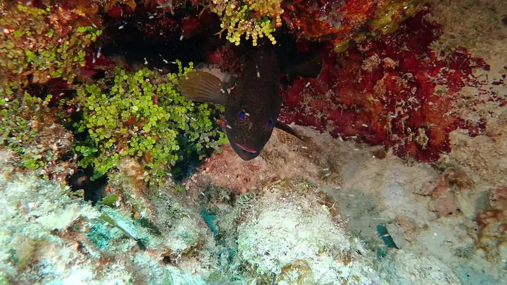 Graysby Grouper