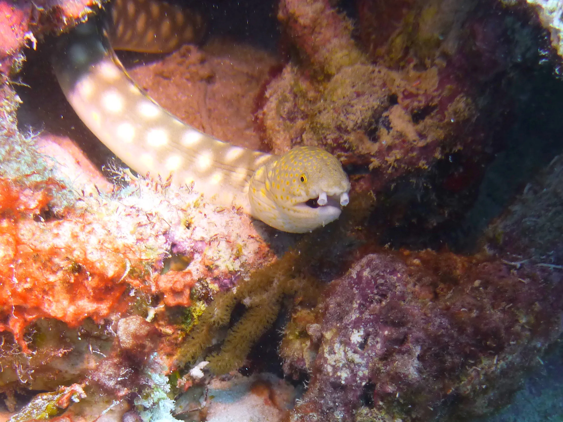 Sharptail Eel, Bonaire, 2013
