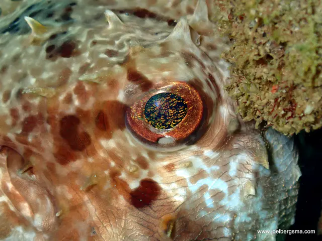Underwater photograph by Joel Bergsma