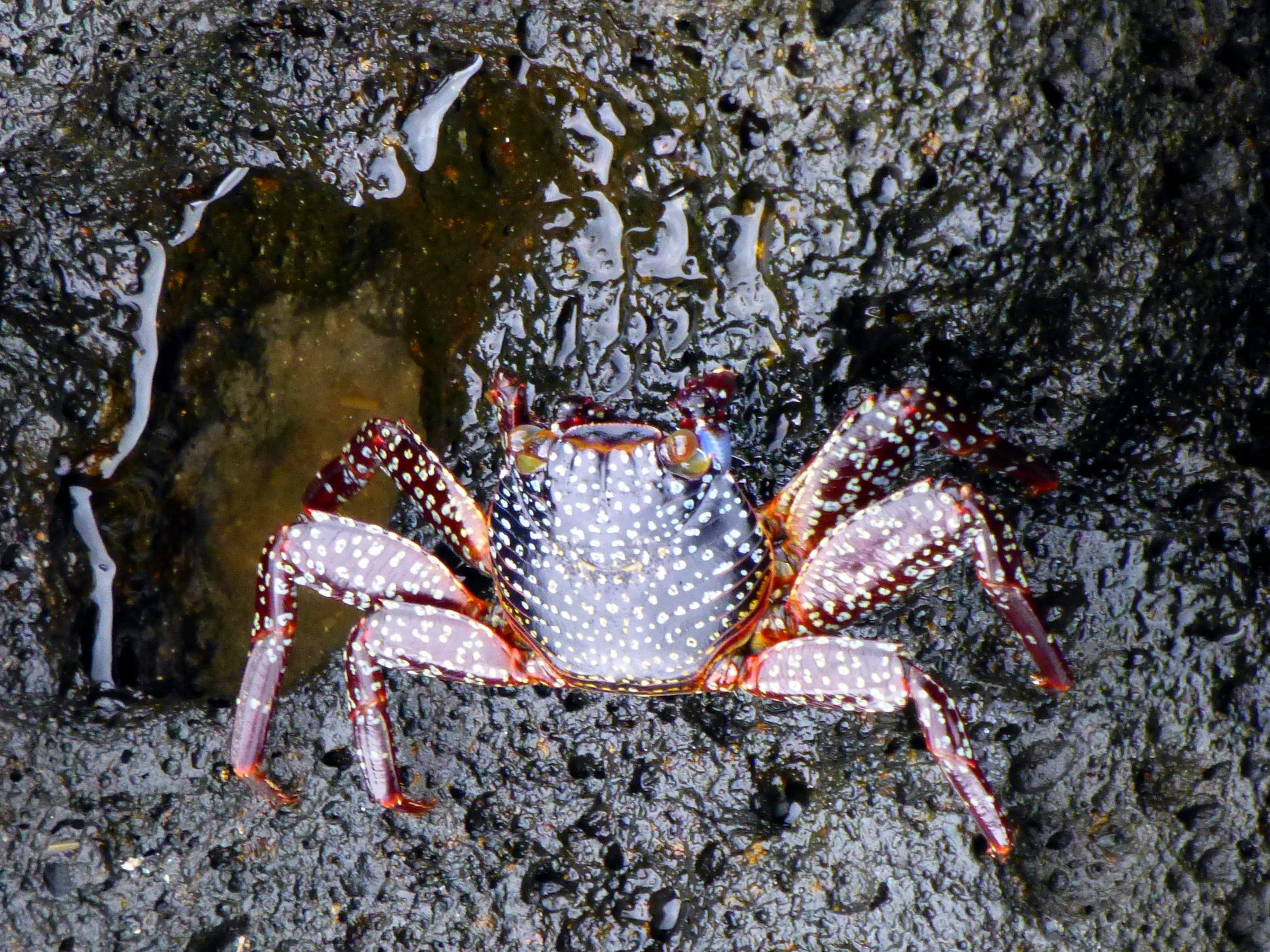 Sally Lightfoot Crab scrambles on lava rock in front of the Lodge on Floreana