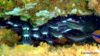 Underwater photograph by Joel Bergsma
