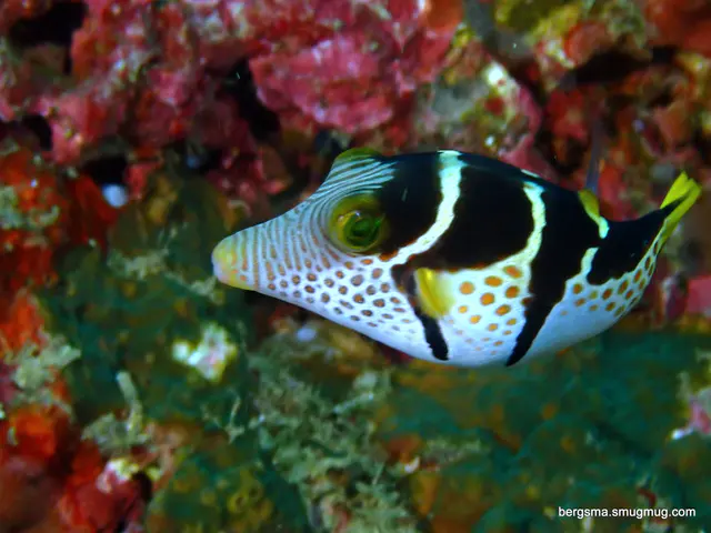 Underwater photograph by Joel Bergsma