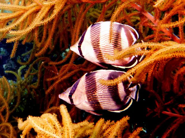 Underwater photograph by Joel Bergsma