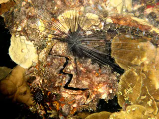 An Oyster is surrounded two species of sea urchins on the wreck's mast. Urchins are a potential hazard while night diving!