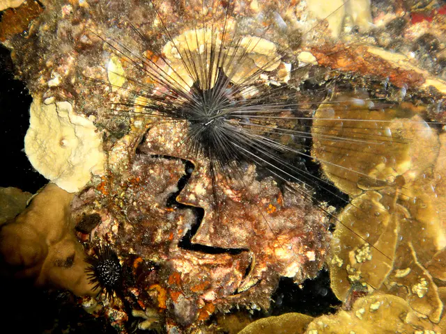 An Oyster is surrounded two species of sea urchins on the wreck's mast.  Urchins are a potential hazard while night diving!