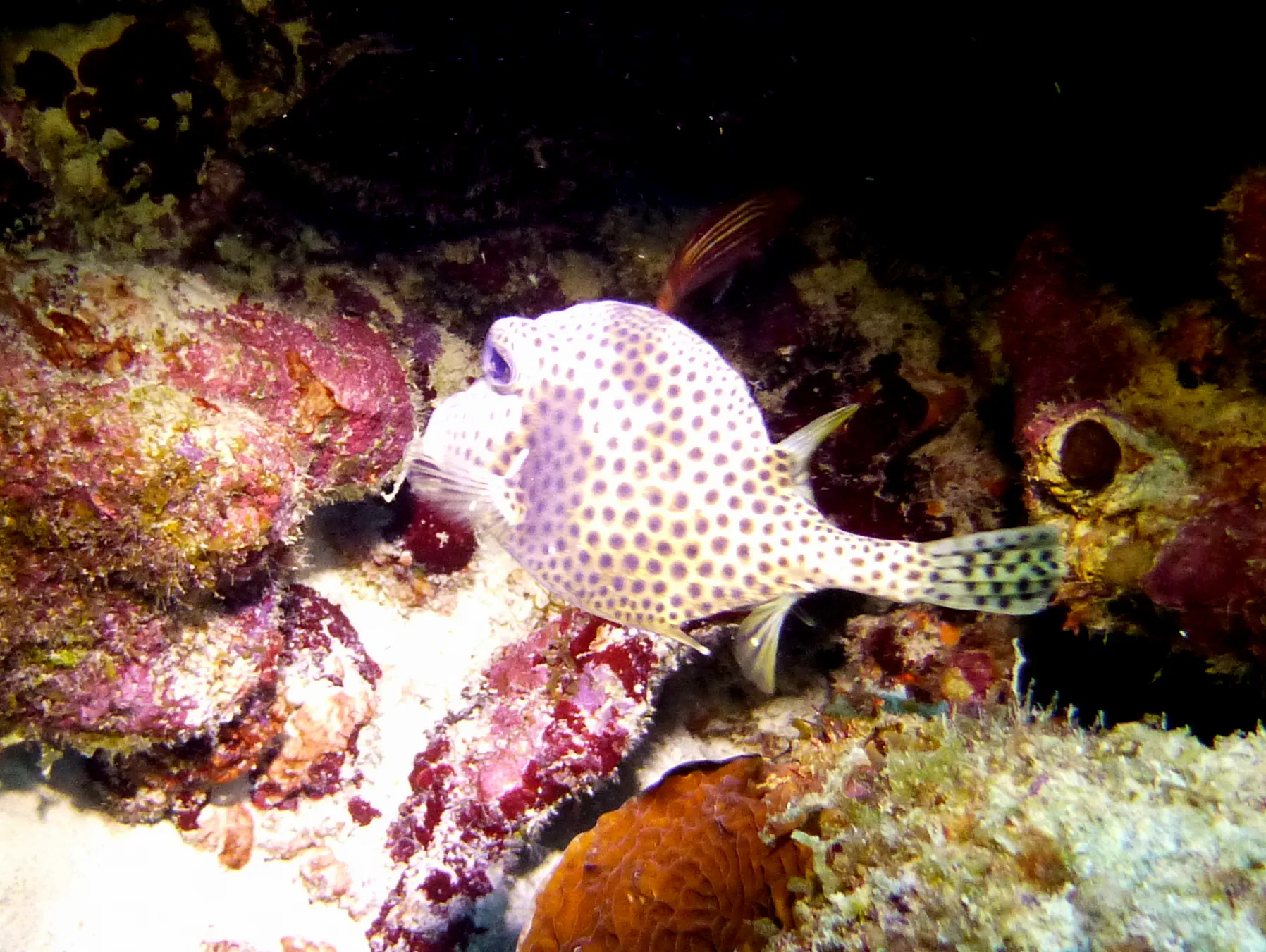 Smooth Trunkfish, Bonaire, 2013