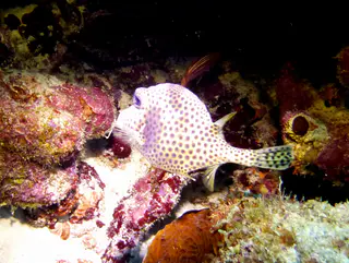 Underwater photograph by Joel Bergsma