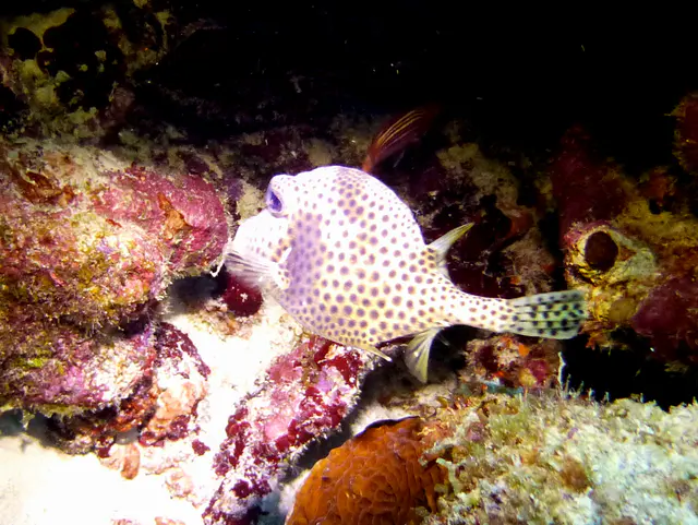 Underwater photograph by Joel Bergsma