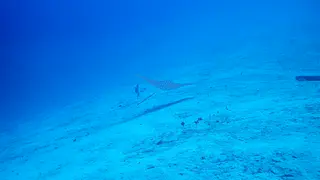 Spotted Eagle Ray