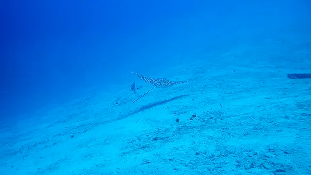 Spotted Eagle Ray