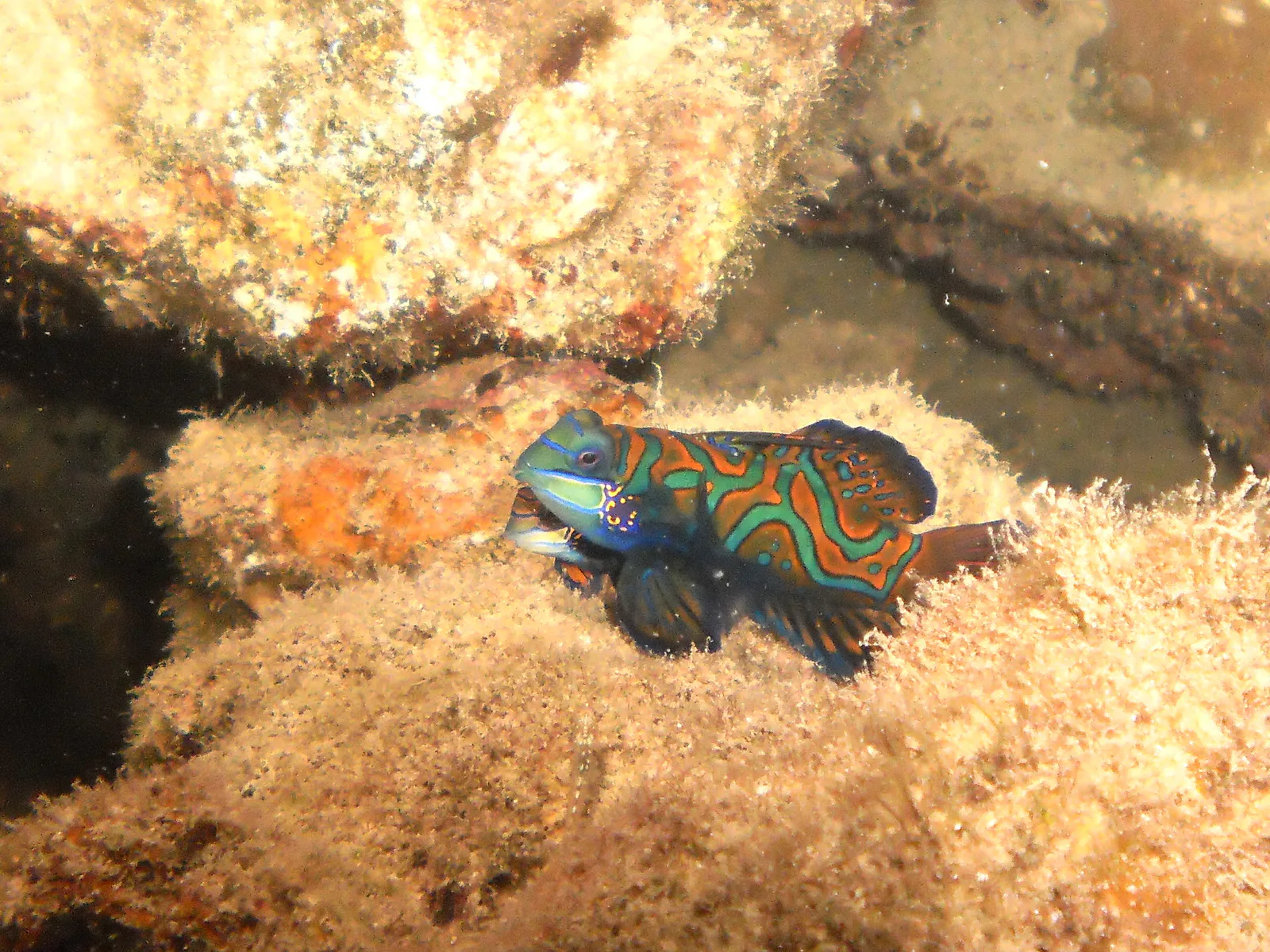 Mandarinfish. See Gerald Allen, et al, Reef Fish Identification - Tropical Pacific (2003) at page 289.