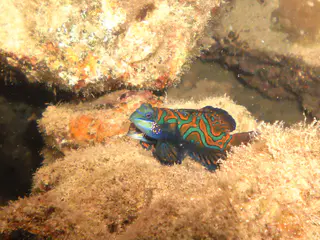 Mandarinfish. See Gerald Allen, et al, Reef Fish Identification - Tropical Pacific (2003) at page 289.
