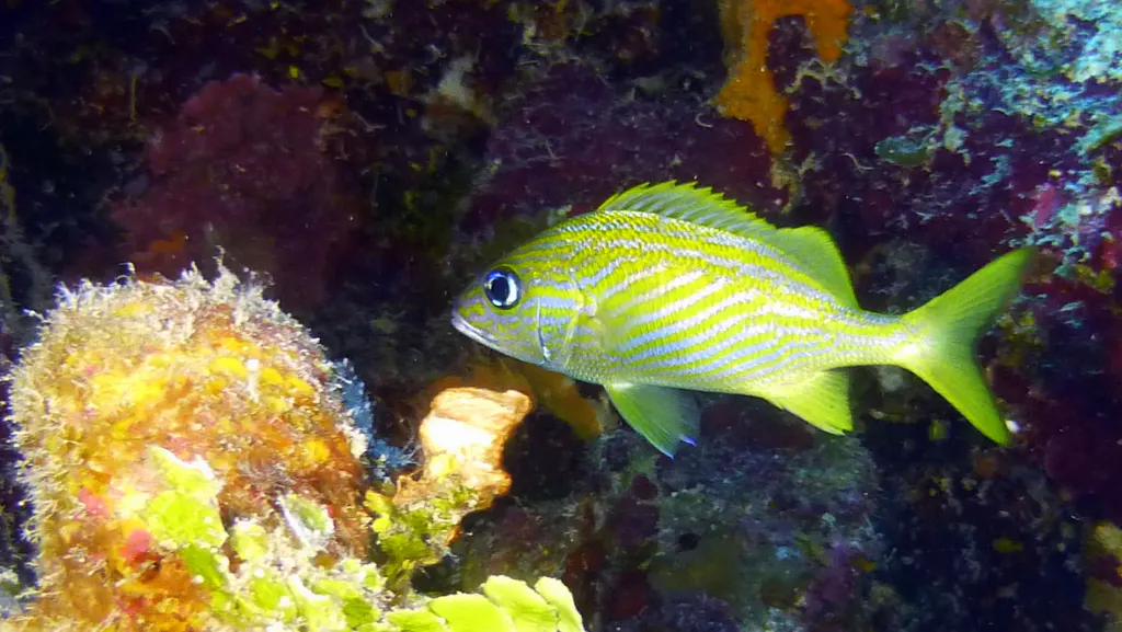 Underwater photograph by Joel Bergsma