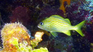 Underwater photograph by Joel Bergsma
