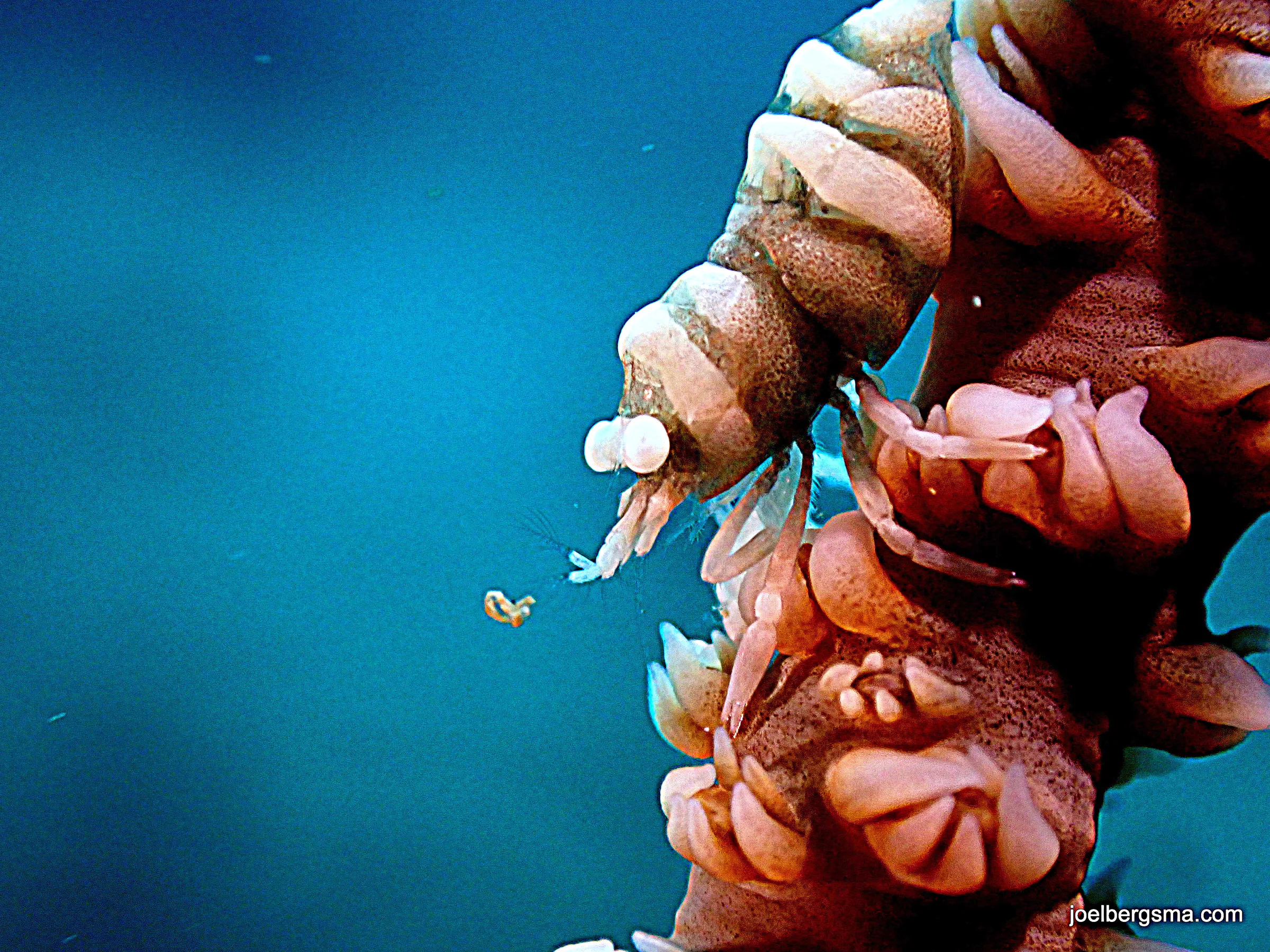 Philippines underwater photograph, 2022