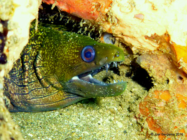 Underwater photograph by Joel Bergsma