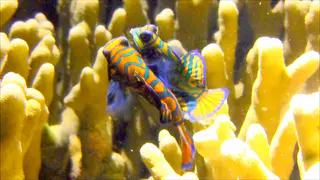 Underwater photograph by Joel Bergsma