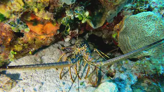 Underwater photograph by Joel Bergsma