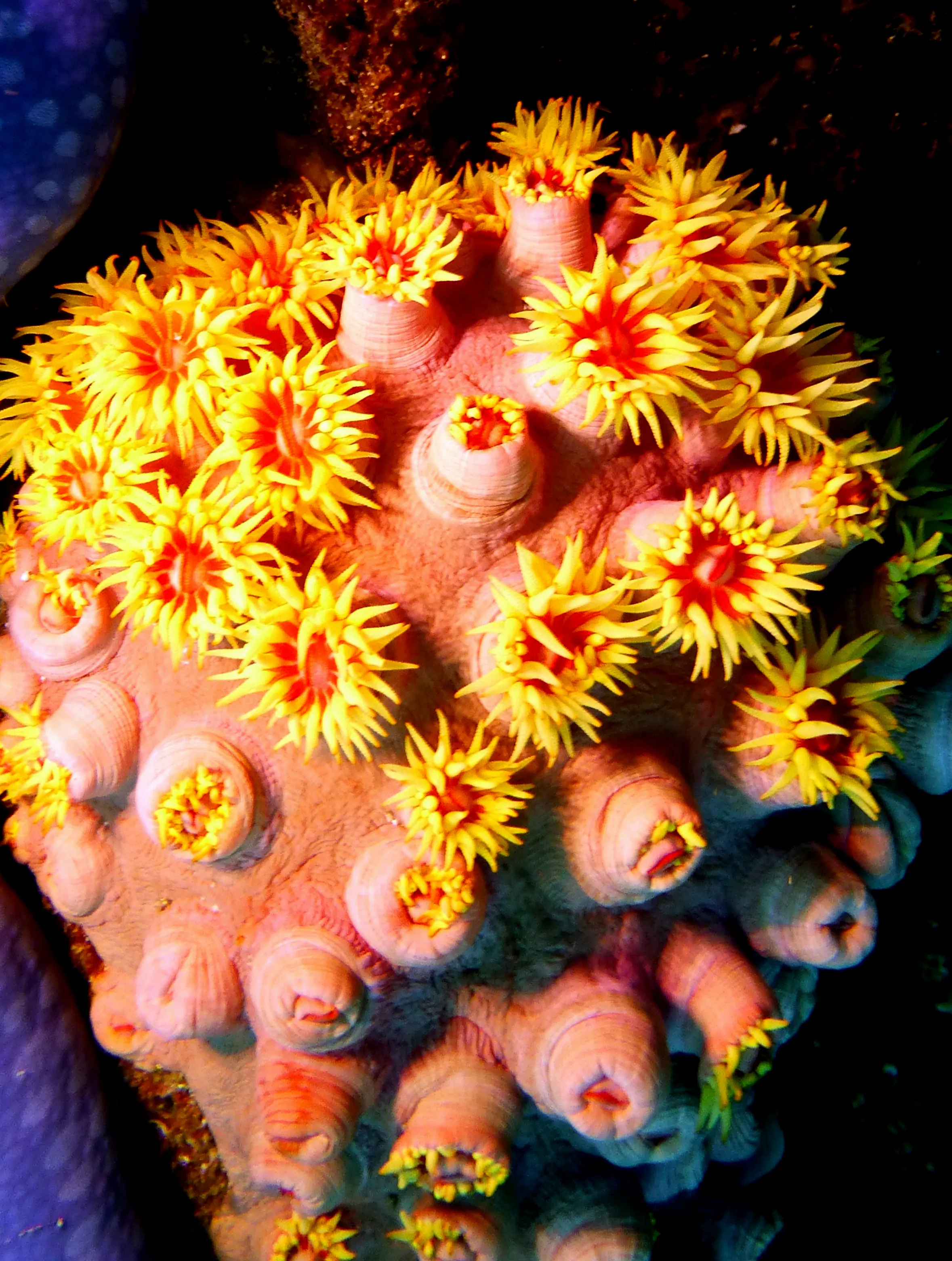Philippines underwater photograph, 2014