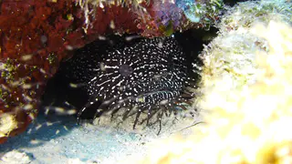 Whitespotted Toadfish
