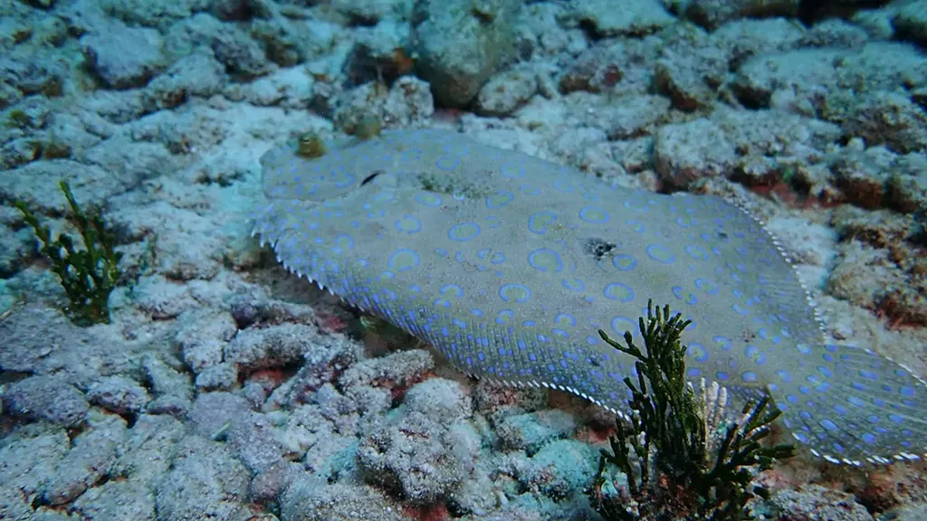 Flounder swims