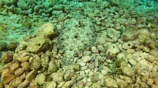 Flounder
