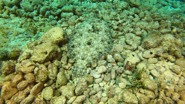 Flounder