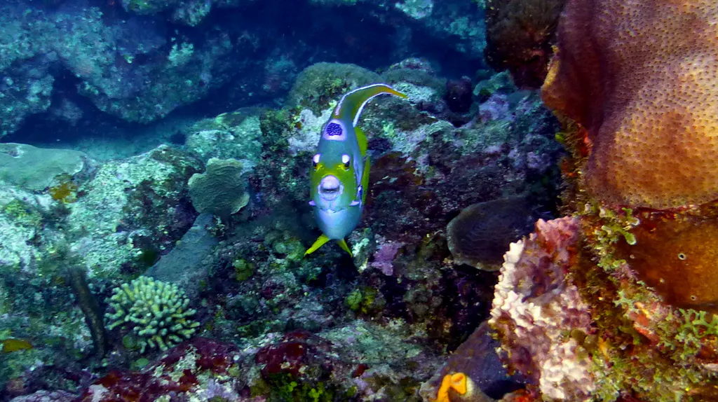 Underwater photograph by Joel Bergsma
