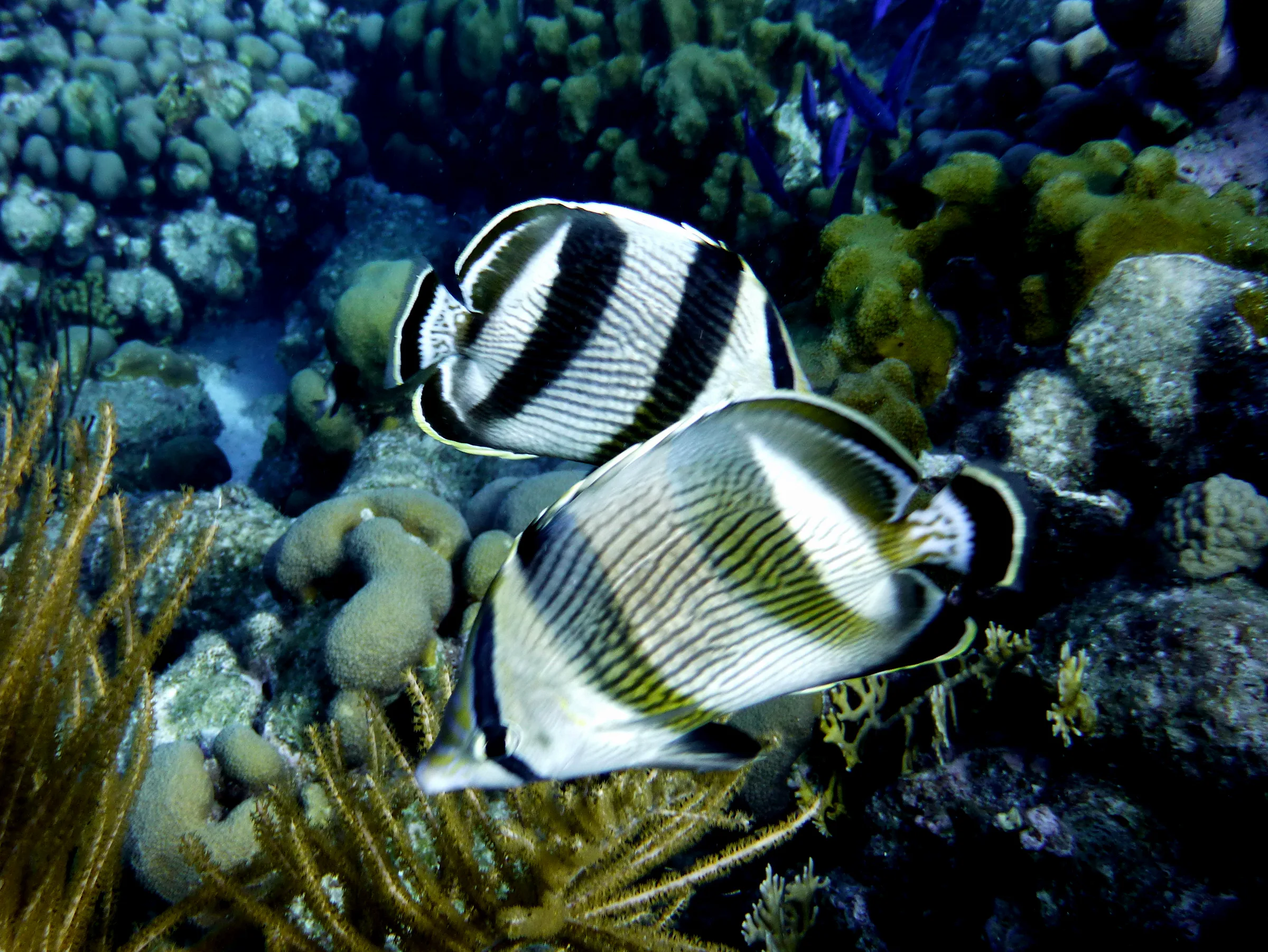 Bonaire underwater photograph, 2013