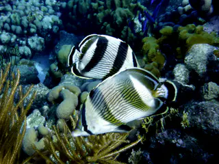 Underwater photograph by Joel Bergsma