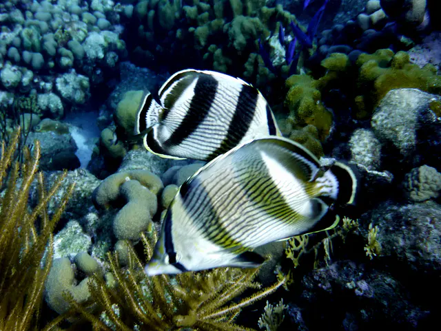 Underwater photograph by Joel Bergsma