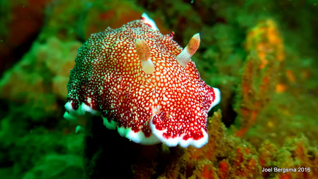 Underwater photograph by Joel Bergsma