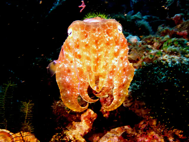 Underwater photograph by Joel Bergsma
