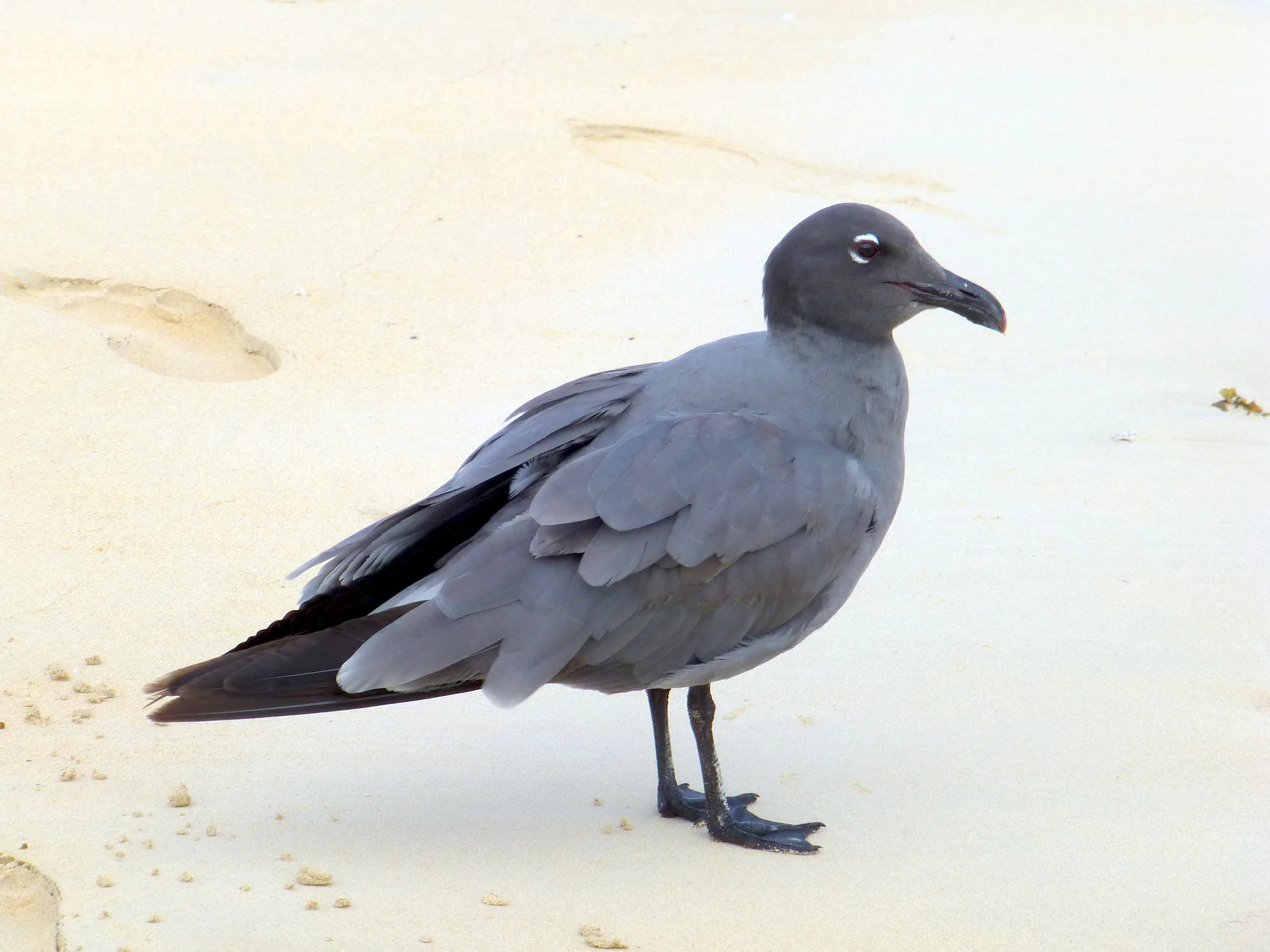 Lava Gull (endemic species) at the El Garrapatero Beach. It's the only all black gull.