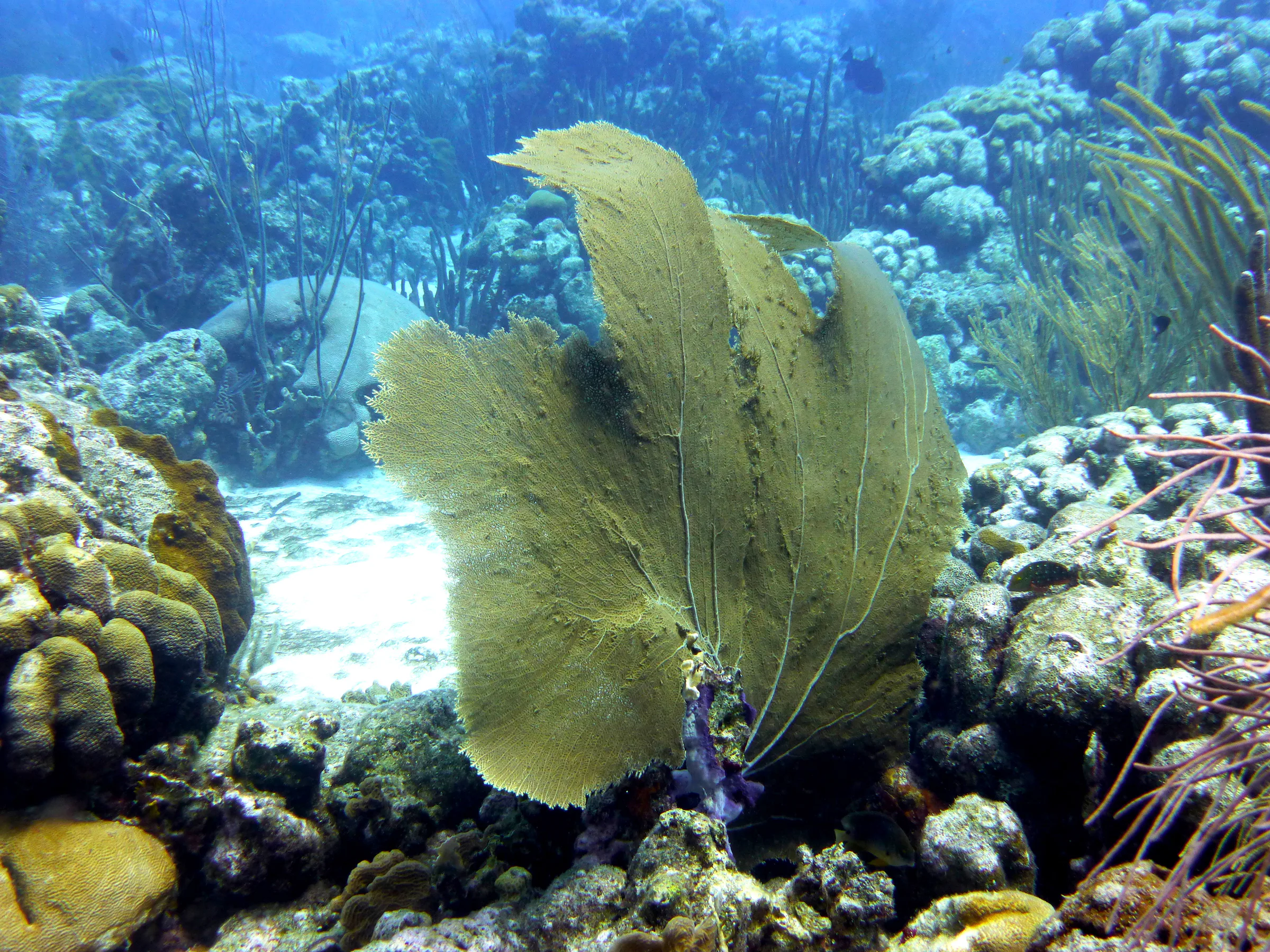 Fan Coral, Bonaire, 2013