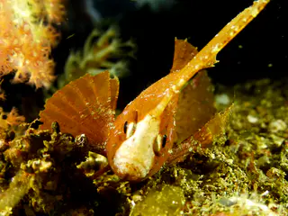 Underwater photograph by Joel Bergsma