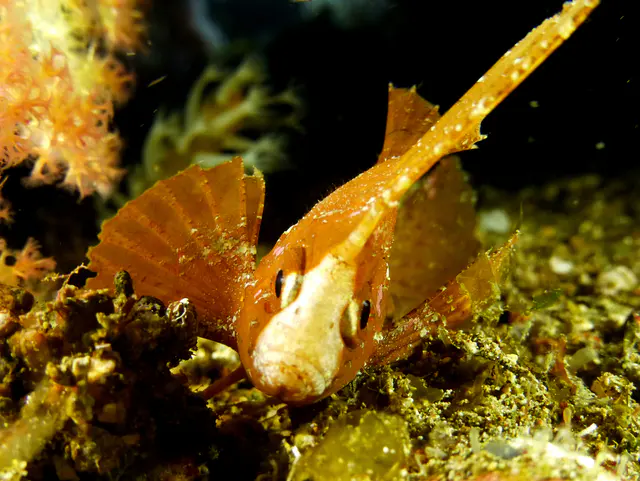 Underwater photograph by Joel Bergsma