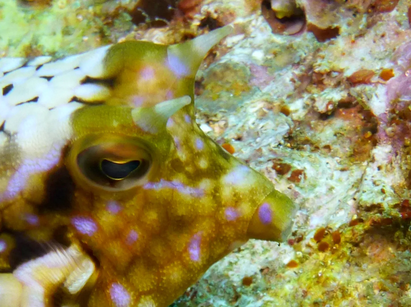 Cowfish.  "A sharp spine over each eye ... provides the common name cowfishes [to this species of boxfish]."  Gerald Allen, et al, Reef Fish Identification - Tropical Pacific (2003), pages 390, 393.