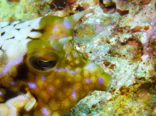 Cowfish.  "A sharp spine over each eye ... provides the common name cowfishes [to this species of boxfish]."  Gerald Allen, et al, Reef Fish Identification - Tropical Pacific (2003), pages 390, 393.
