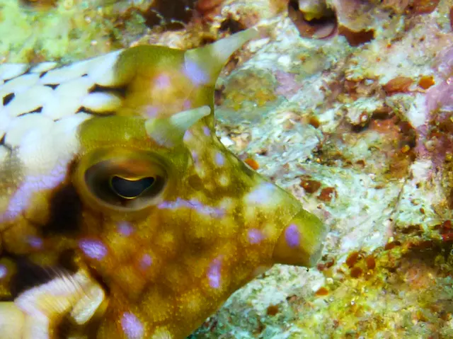 Cowfish.  "A sharp spine over each eye ... provides the common name cowfishes [to this species of boxfish]."  Gerald Allen, et al, Reef Fish Identification - Tropical Pacific (2003), pages 390, 393.